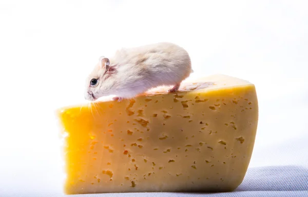 Hamster — Stock Photo, Image