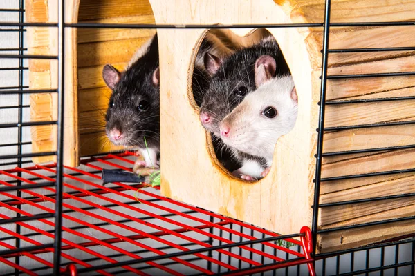 Rats — Stock Photo, Image