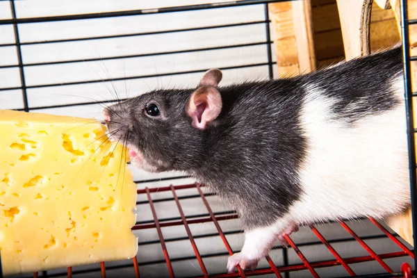 Rats — Stock Photo, Image