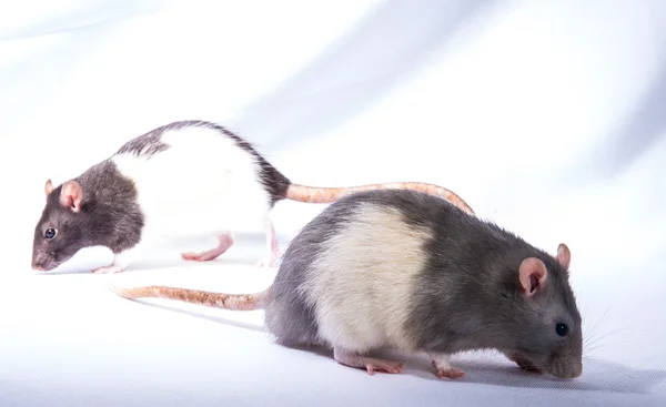 Råttor — Stockfoto