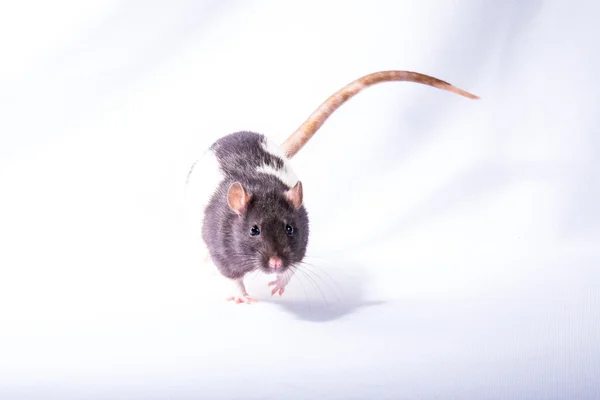 Ratten — Stockfoto