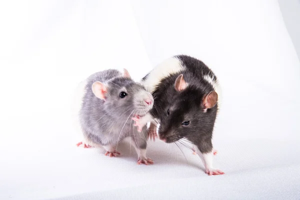 Rats — Stock Photo, Image