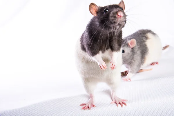 Ratten — Stockfoto