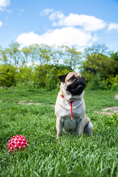 Hond mops — Stockfoto