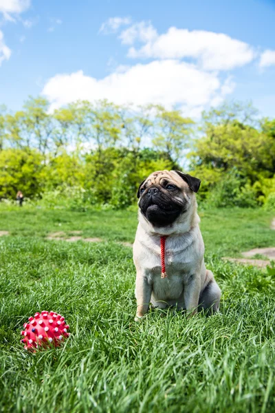 Hund moppar — Stockfoto