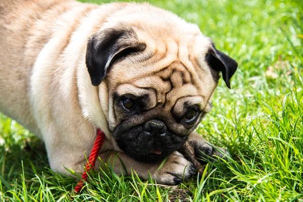 Dog Mops — Stock Photo, Image