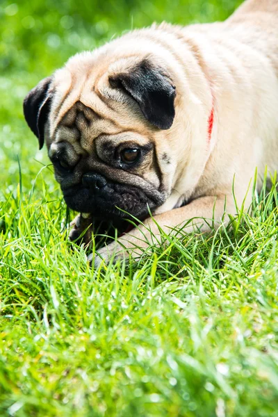 Pel anjing — Stok Foto