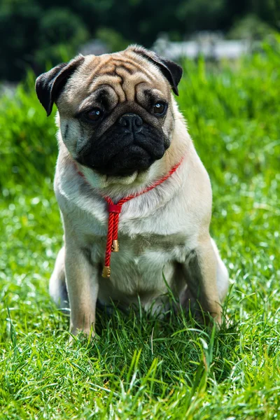 Esfregonas de cão — Fotografia de Stock