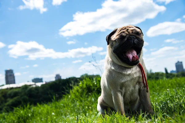 Dog Mops — Stock Photo, Image