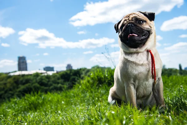 Pel anjing — Stok Foto