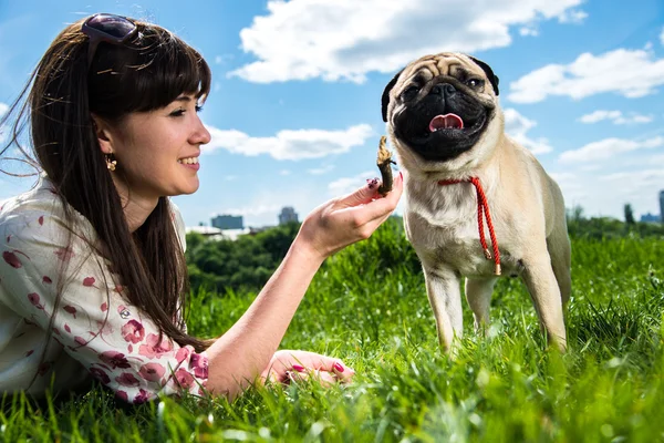 Mops pes — Stock fotografie