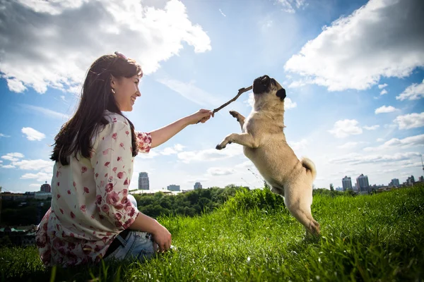 Mops pes — Stock fotografie