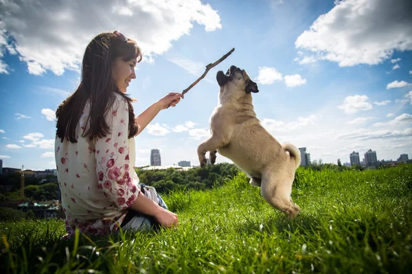 Dog Mops — Stock Photo, Image