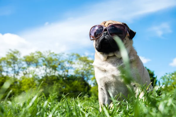 Hund moppar — Stockfoto