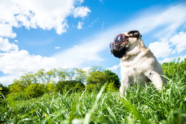 Esfregonas de cão — Fotografia de Stock