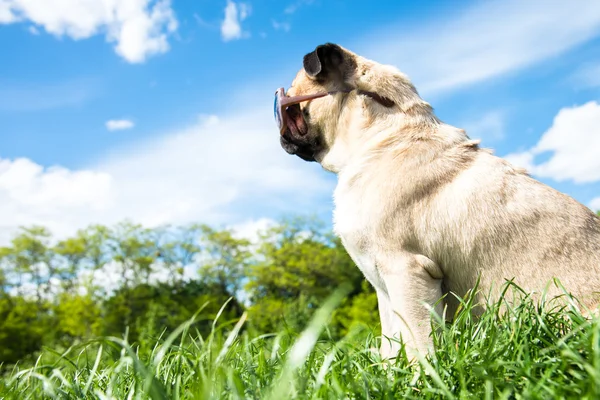 Dog Mops — Stock Photo, Image