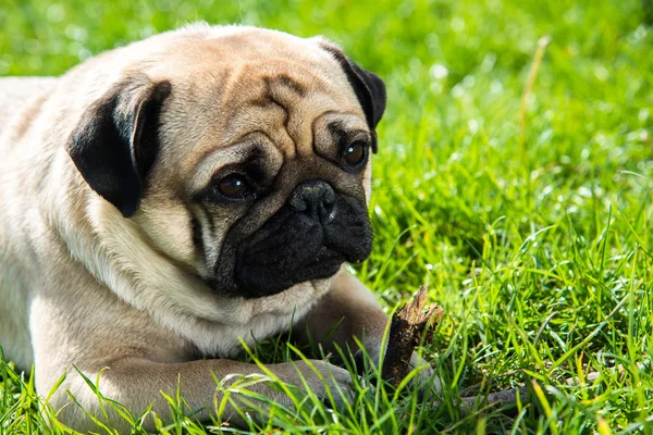 Dog Mops — Stock Photo, Image