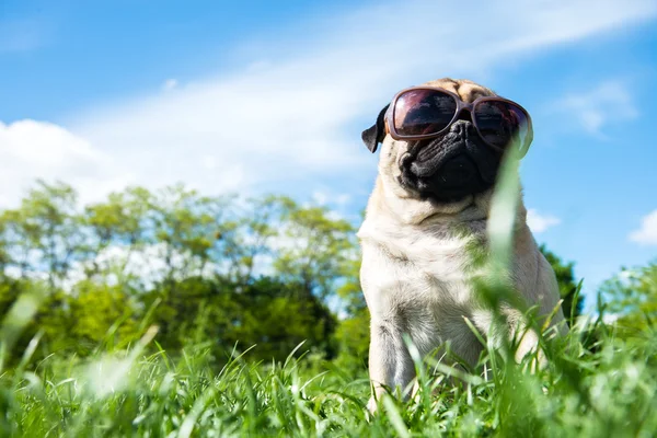 Köpek bezleri Telifsiz Stok Fotoğraflar