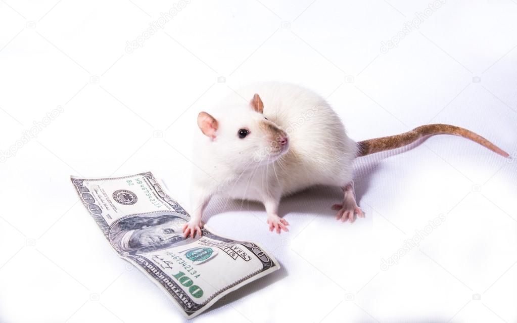 Крысы стоковое фото ©liukov 73857121