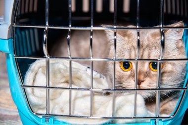 Kediler için taşınabilir bir kafes