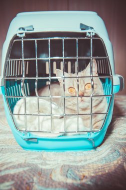 Kediler için taşınabilir bir kafes