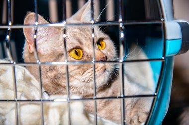 Kediler için taşınabilir bir kafes