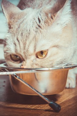 Kedi kedi maması var