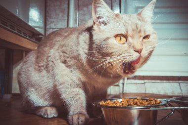 Kedi kedi maması var