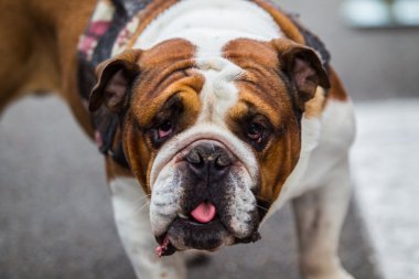 İngilizce Bulldog
