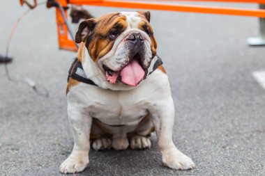 İngilizce Bulldog