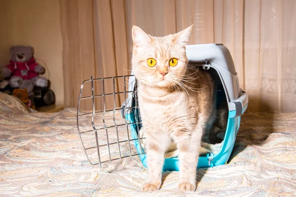 A portable cage for cats — Stock Photo, Image