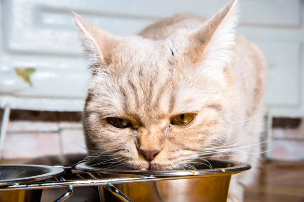 O gato tem uma comida de gato — Fotografia de Stock