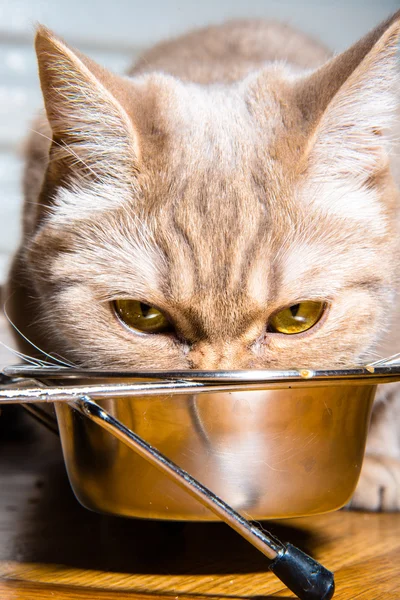 У кошки есть кошачья еда — стоковое фото