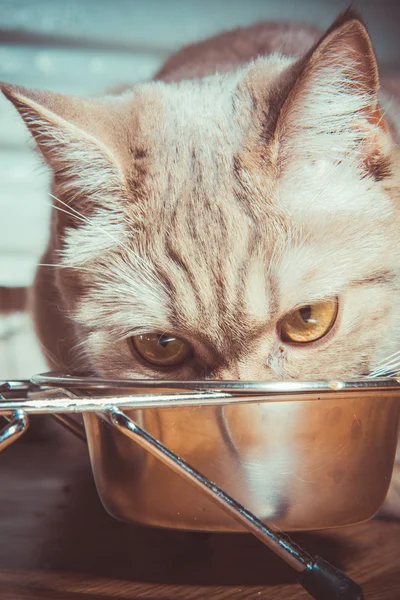 O gato tem uma comida de gato — Fotografia de Stock