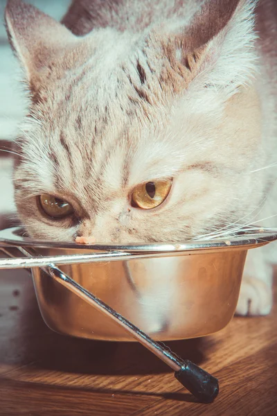 У кошки есть кошачья еда — стоковое фото