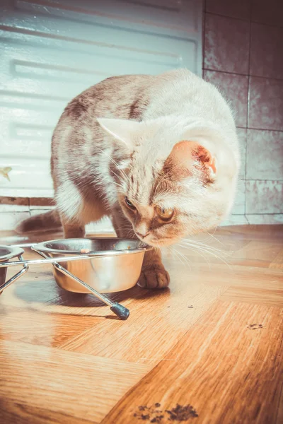 मांजरीला मांजरीचे अन्न आहे — स्टॉक फोटो, इमेज