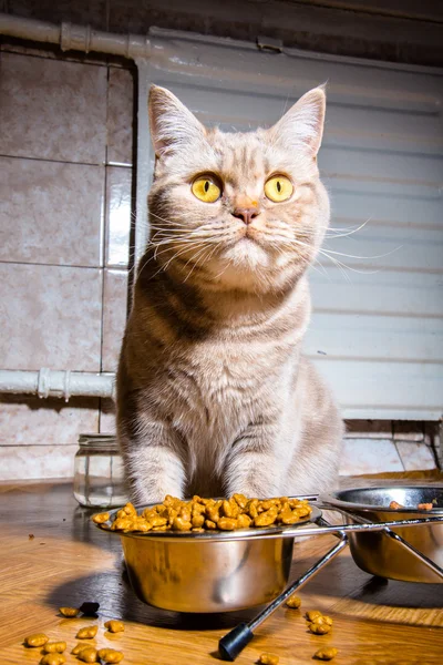 O gato tem uma comida de gato — Fotografia de Stock