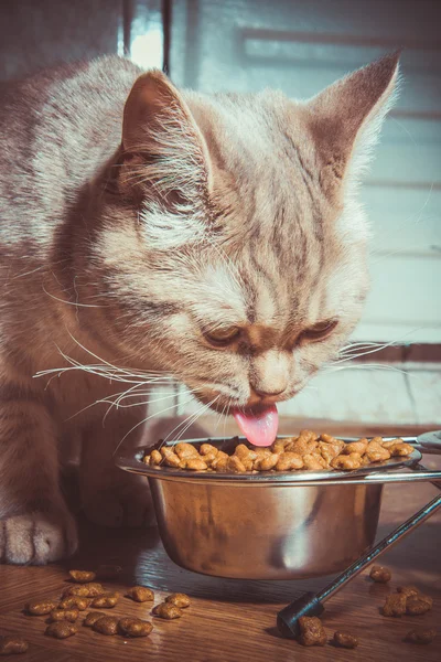 Kedi kedi maması var