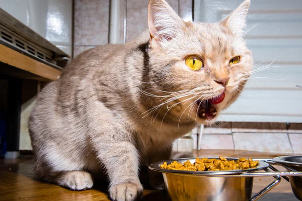 У кошки есть кошачья еда — стоковое фото