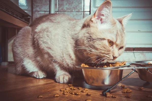 El gato tiene comida para gatos. —  Fotos de Stock