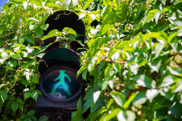 Світлофор, що показує зелене світло — стокове фото