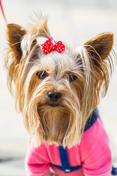 Yorkshire terrier — Fotografia de Stock