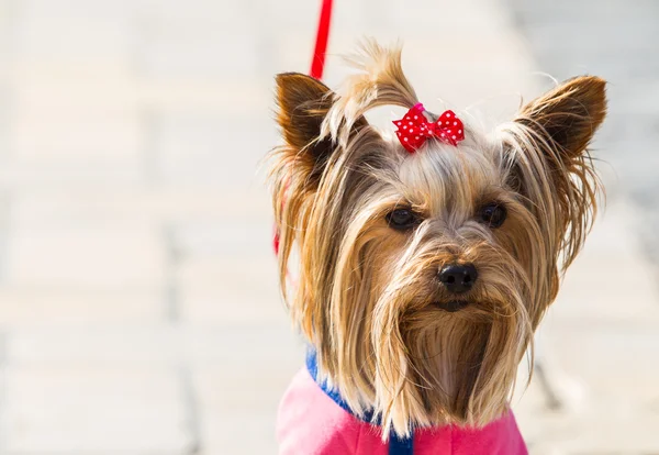 Yorkshire terrier —  Fotos de Stock