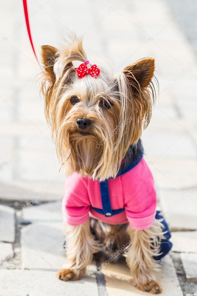 Yorkshire Terrier