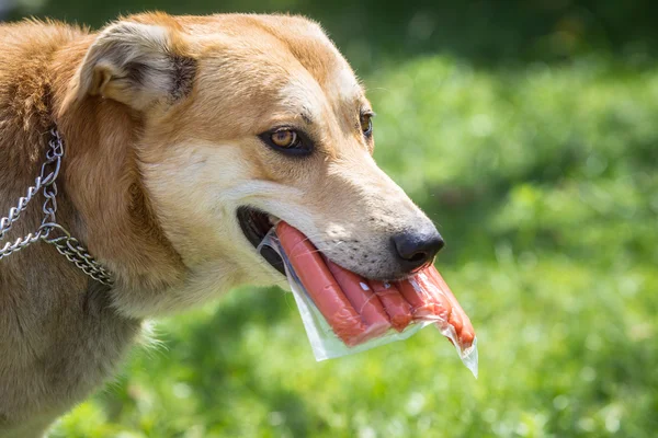 Собака тримає пачку ковбас у зубах — стокове фото