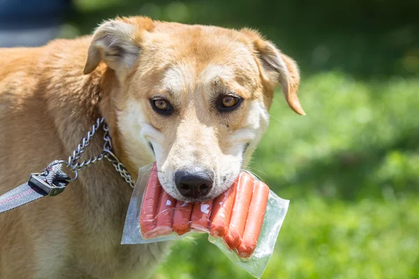 El perro guarda un paquete de salchichas en los dientes. — Foto de Stock