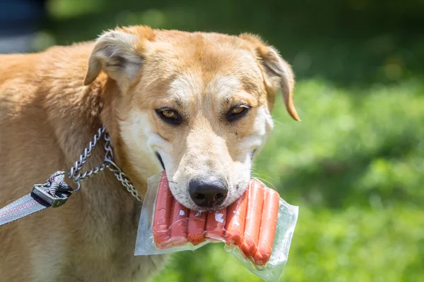 El perro guarda un paquete de salchichas en los dientes. — Foto de Stock