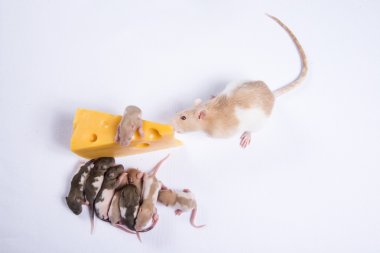 Çoğu fare fareler çocuklu büyük bir parça peynir yemek
