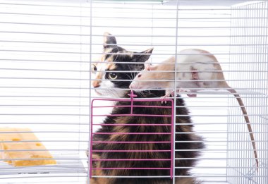 Kedi büyük beyaz fare ile bir kafeste oturur