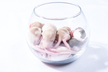 Küçük sıçan bir bardağına uyku